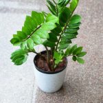 pexels-lokesh-tiwari-8549167.jpg